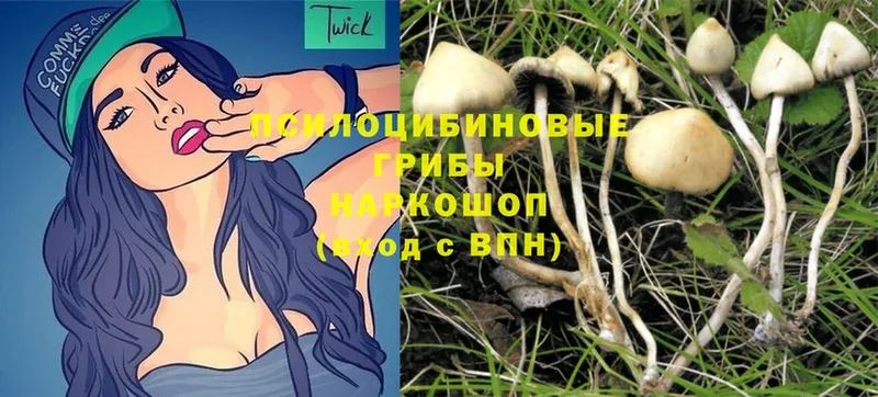 где найти наркотики  Сунжа  ссылка на мегу сайт  Галлюциногенные грибы Magic Shrooms 